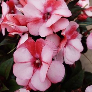 Meet your Posher, Fonda